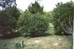 sit6